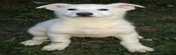 German Shepherd dogs for sale: Arctic - Ad 1