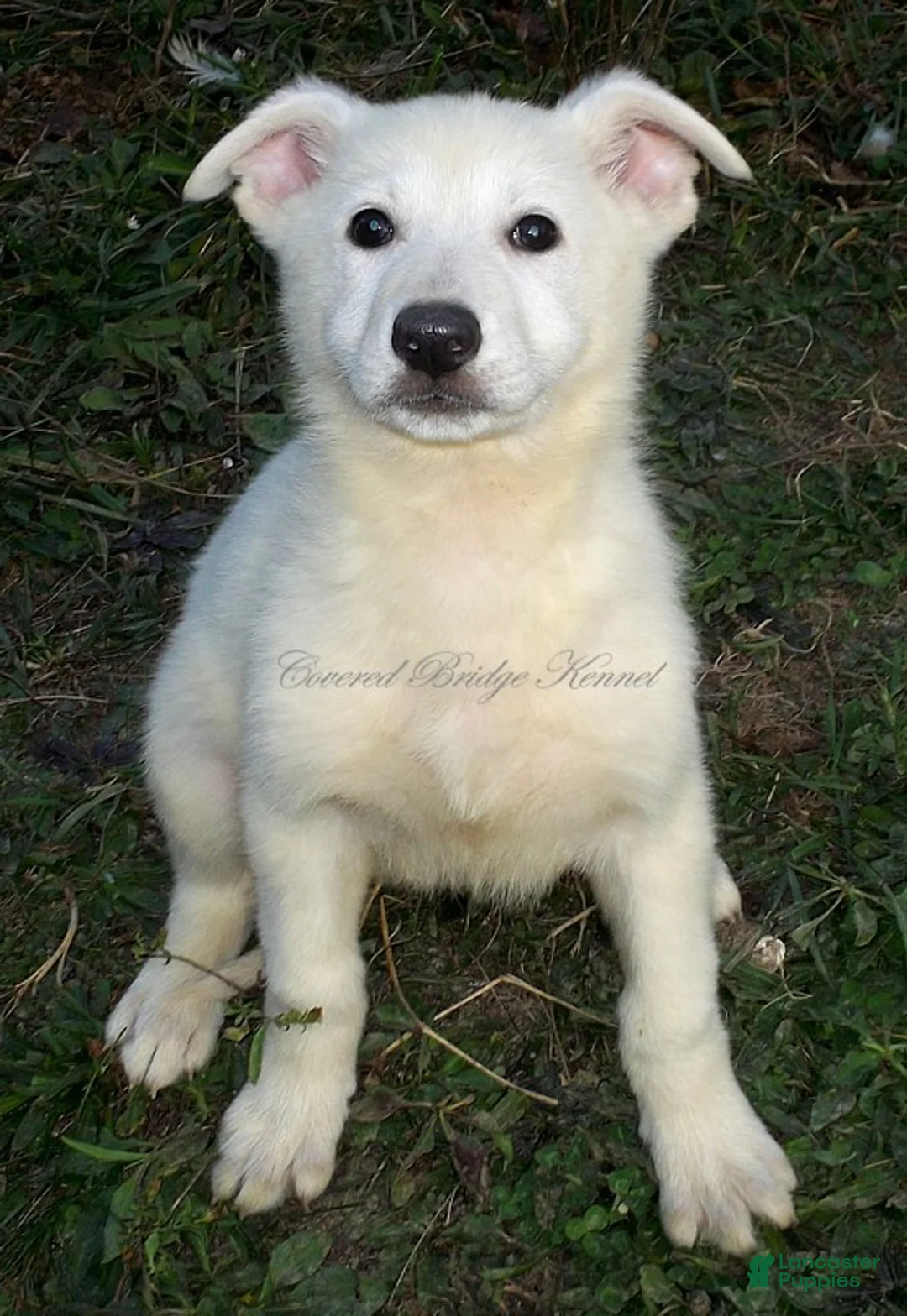 German Shepherd dogs for sale: Arctic - Ad 1