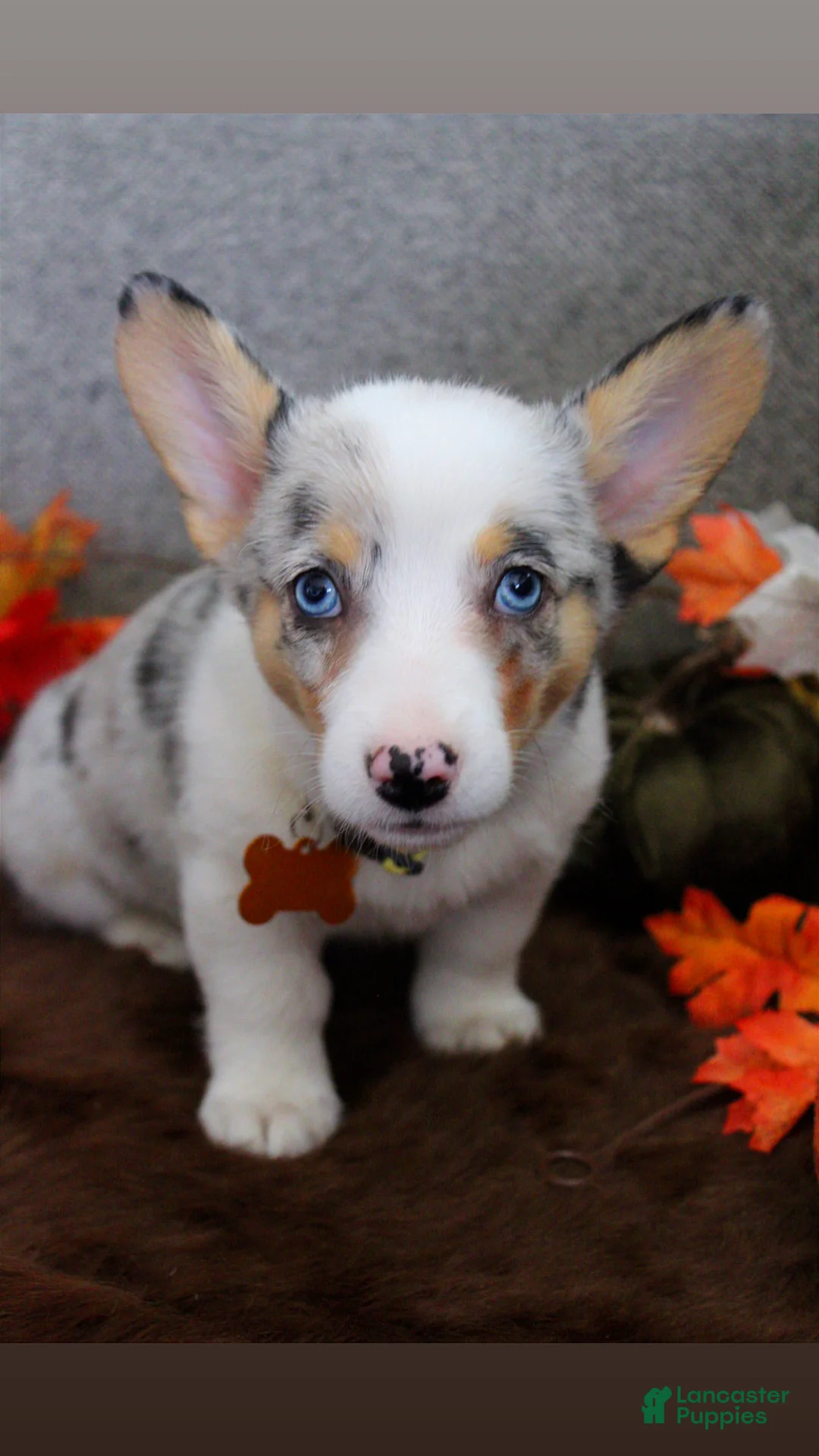 Welsh Corgi Pembroke dogs for sale: Welsh Corgi Pembroke 2 - Ad 2