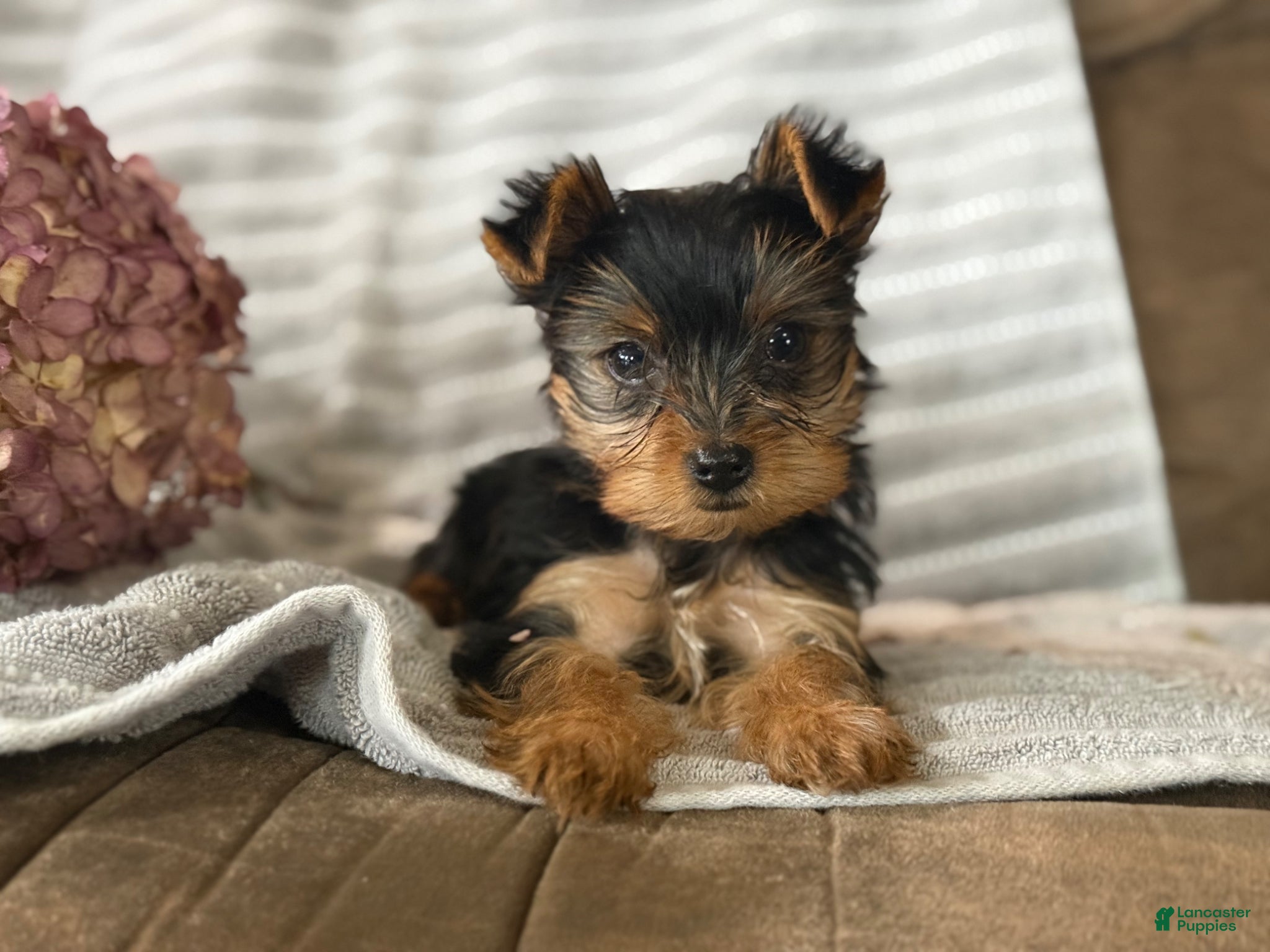 Yorkshire Terrier dogs Yorkshire Terrier Puppy 1 - Ad 2