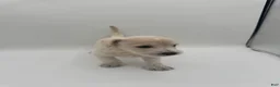 Schnoodle dogs for sale: Schnoodle 5 - Ad 2