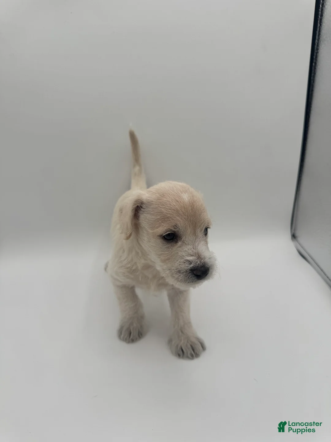 Schnoodle dogs for sale: Schnoodle 5 - Ad 2