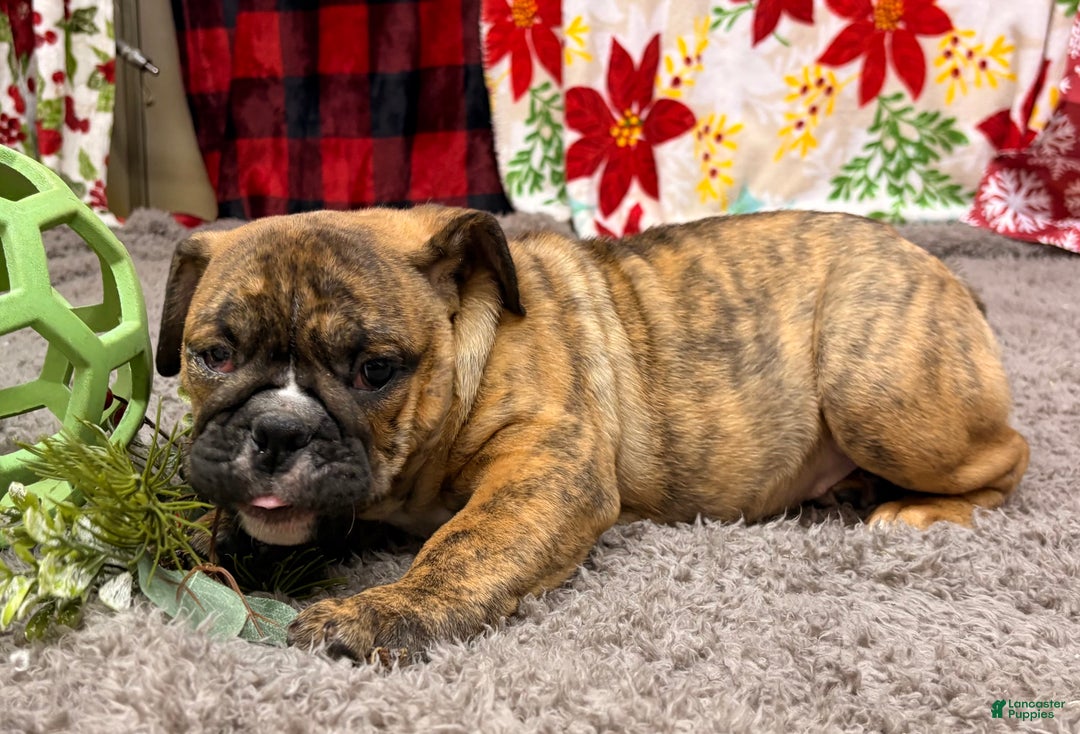 English Bulldog dogs for sale: Roxie - Ad 4