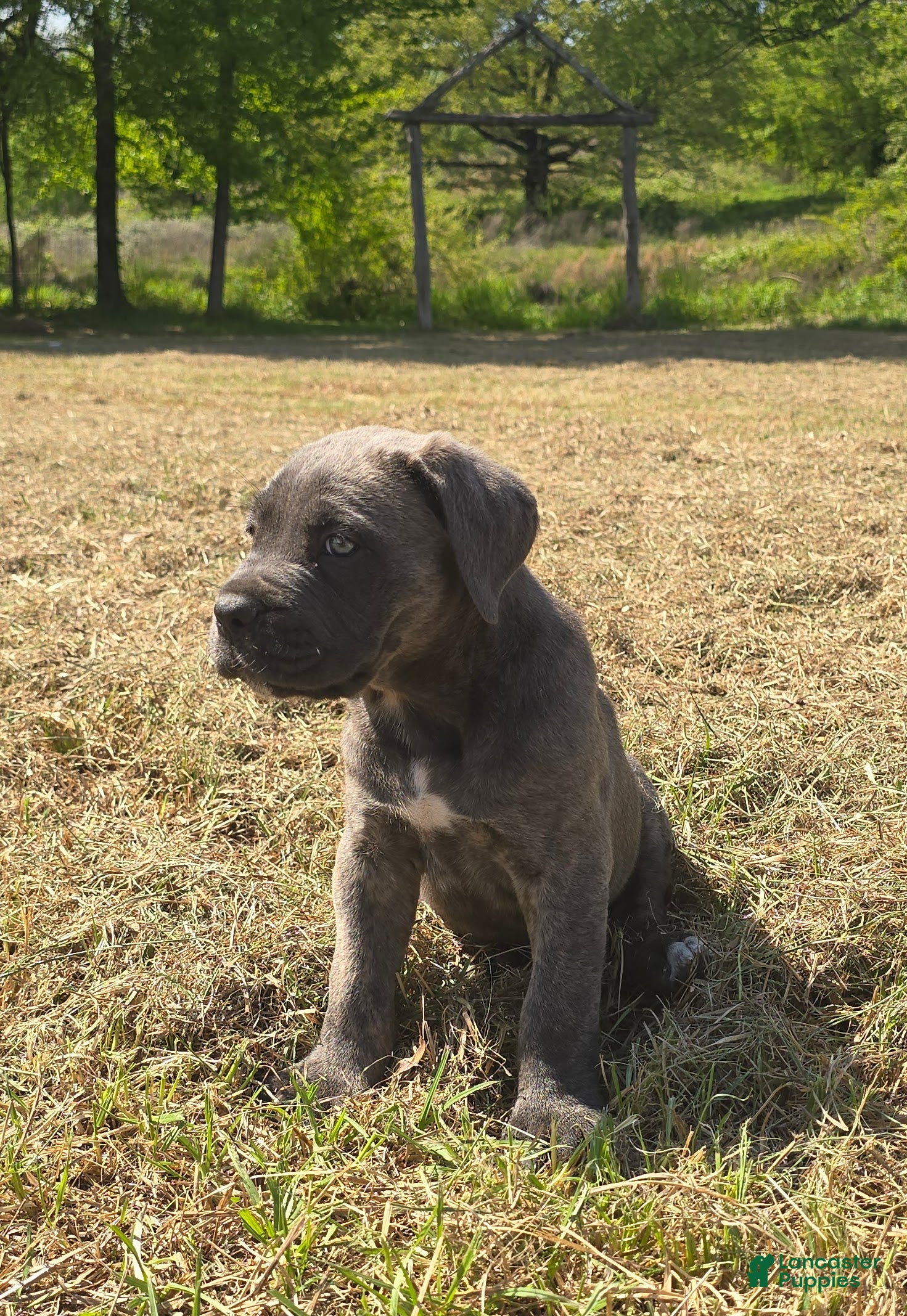 Cane Corso dogs Cane Corso Puppy 1 - Ad 1