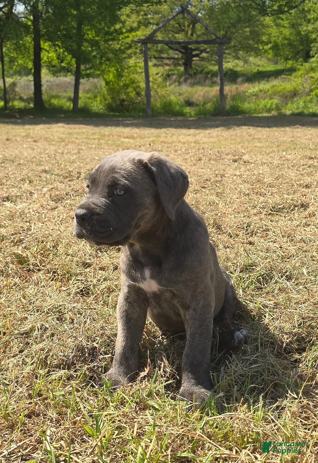 Cane Corso dogs for sale: Cane Corso Puppy 1 - Ad 1