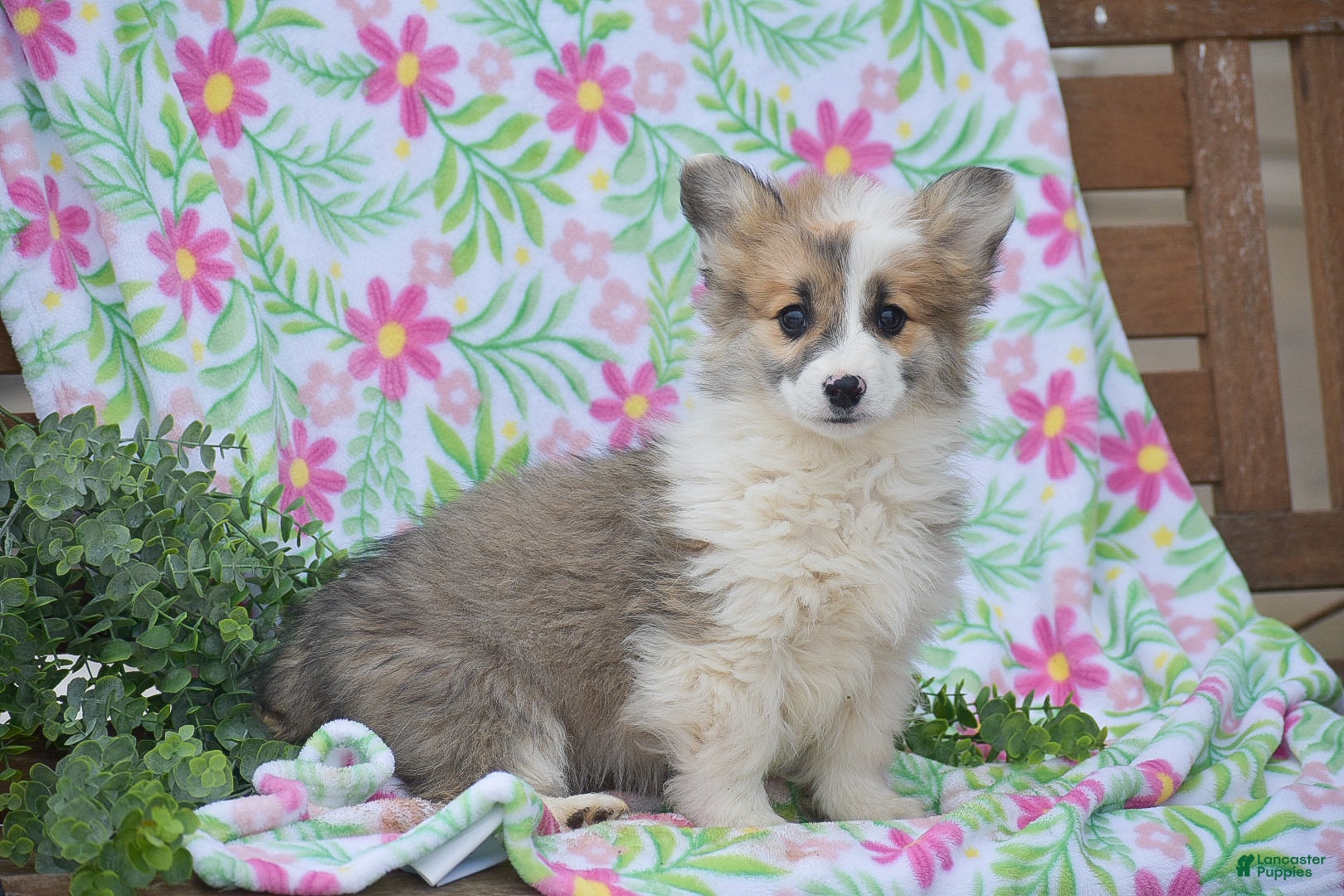 Welsh Corgi Pembroke dogs Moonbeam - Ad 1