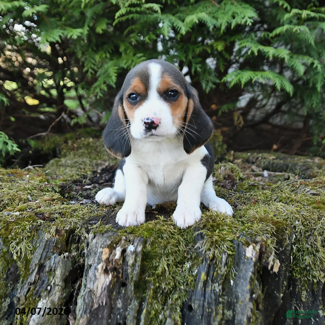 Beagle dogs for sale: Rose  - Ad 1