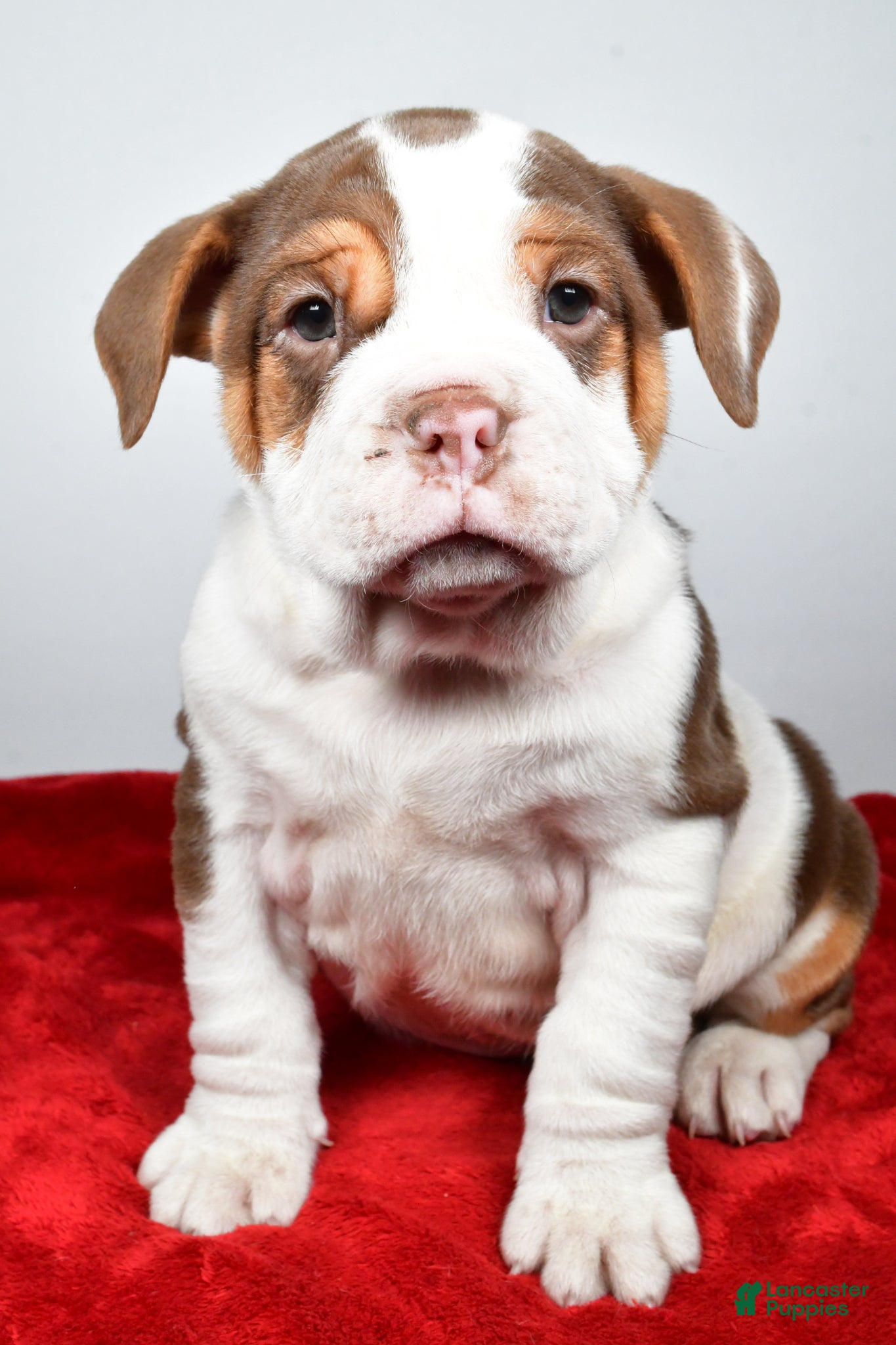 Beabull dogs Bo - Ad 1