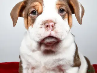 Beabull dogs for sale: Bo - Ad 3