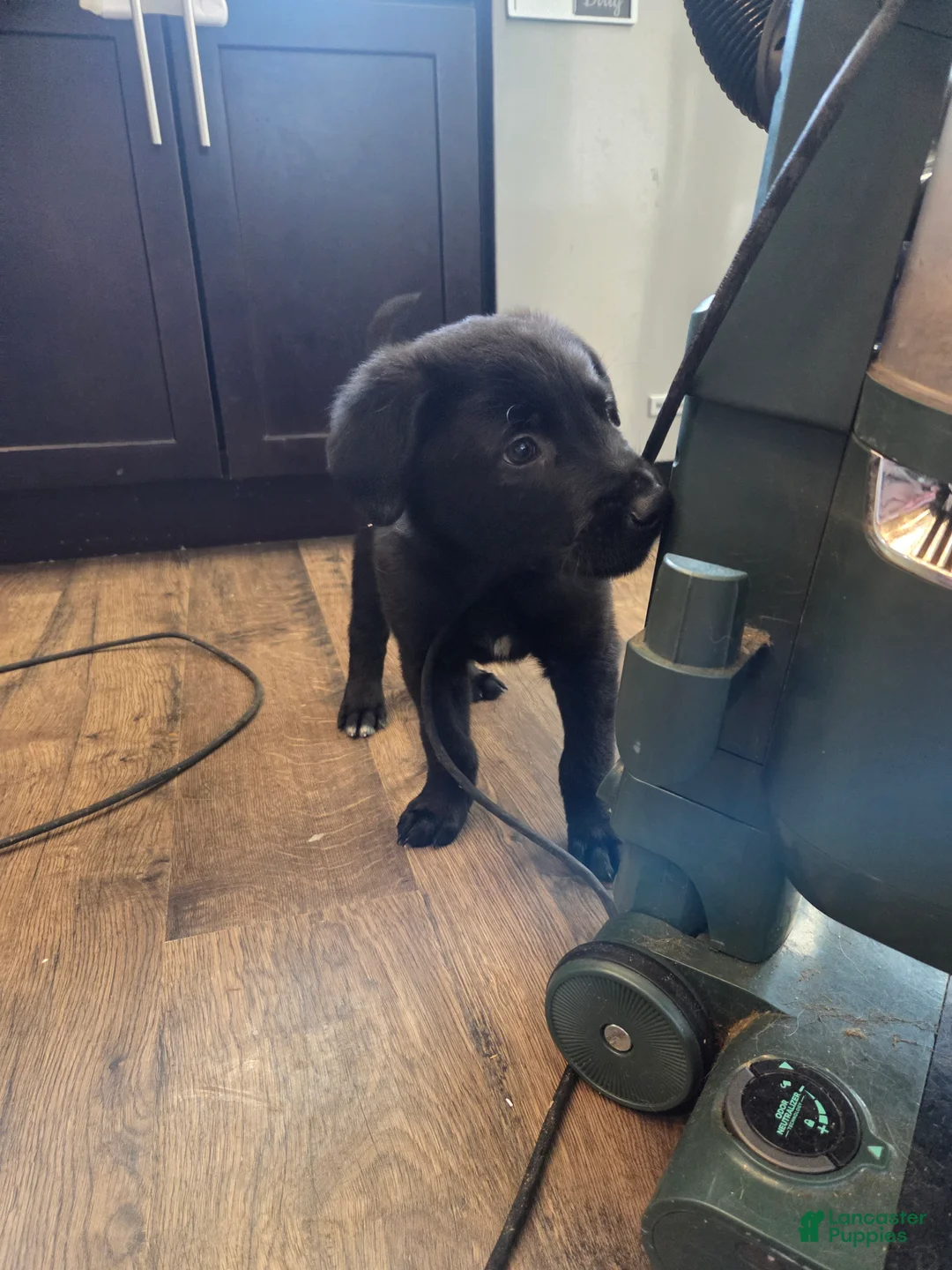 Mixed Breed dogs for sale: Seige - Ad 1