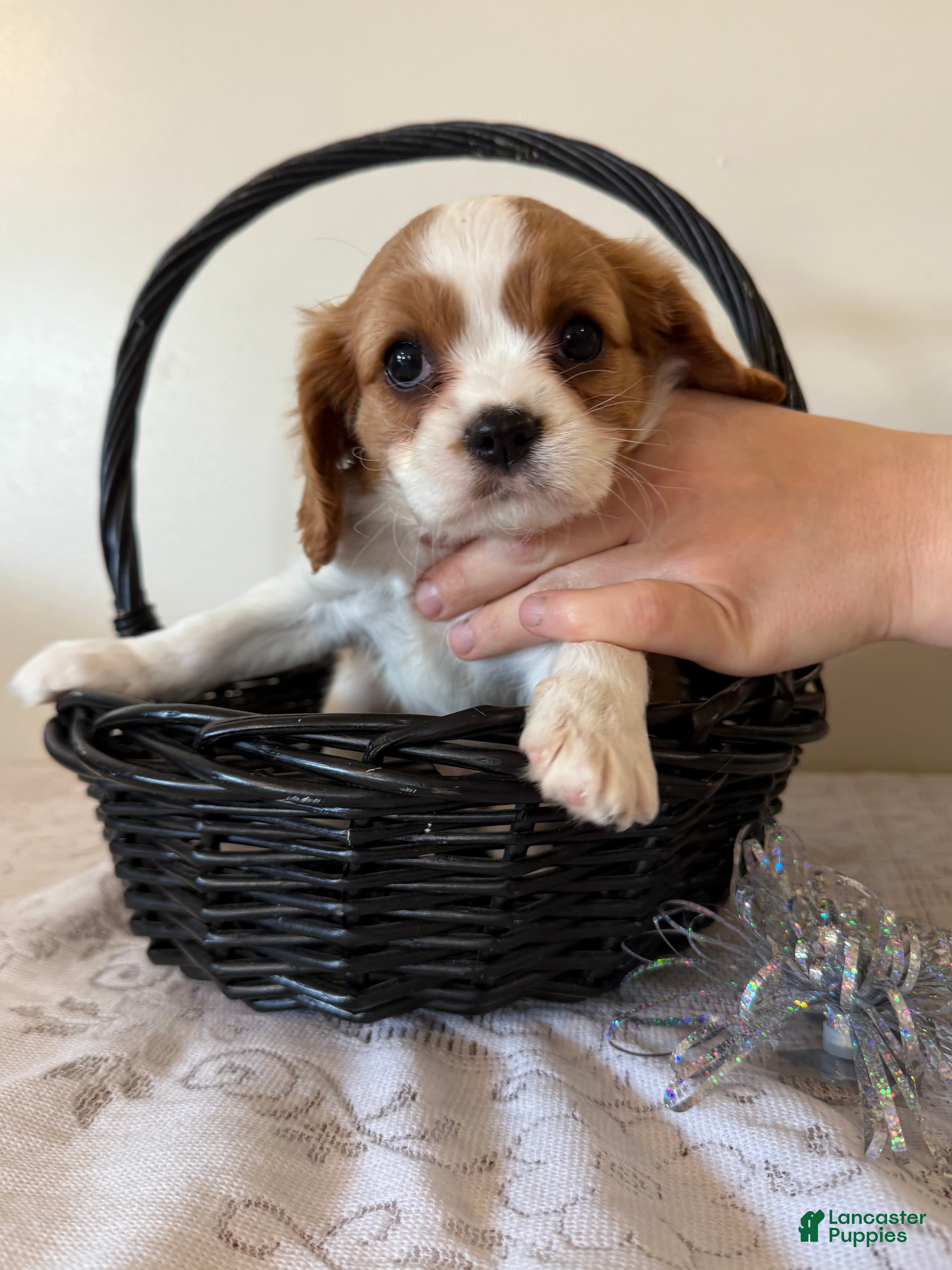 Cavalier King Charles Spaniel dogs Smartie Cavalier King Charles Spaniel puppy  - Ad 2