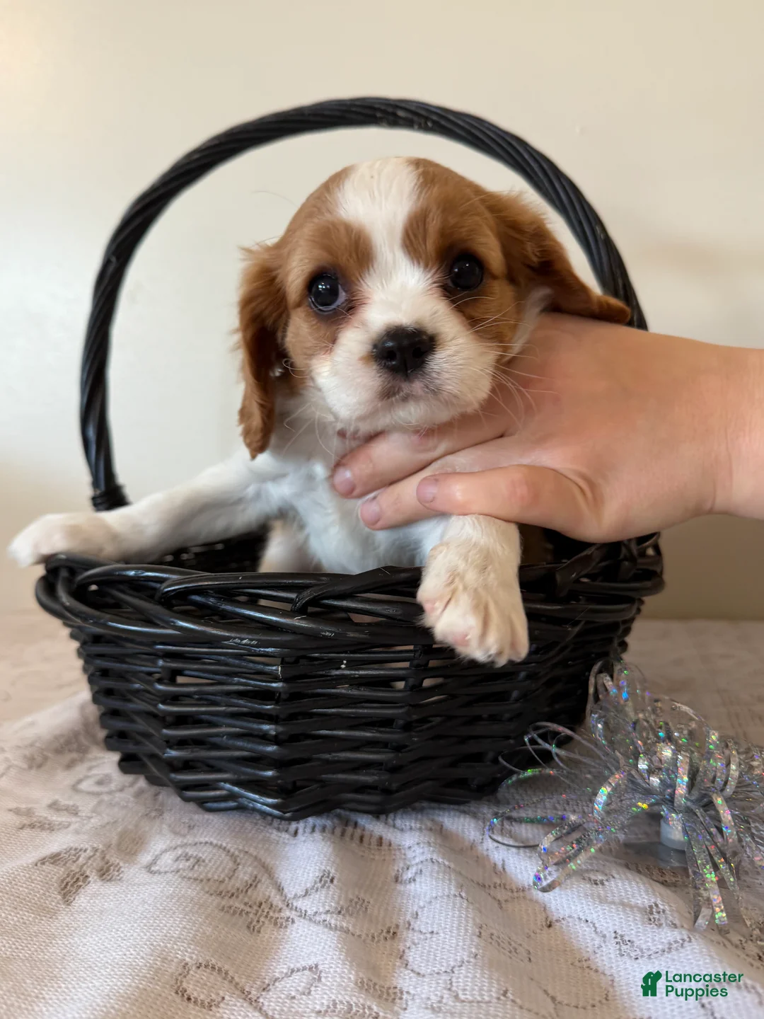 Cavalier King Charles Spaniel dogs for sale: Smartie Cavalier King Charles Spaniel puppy  - Ad 2