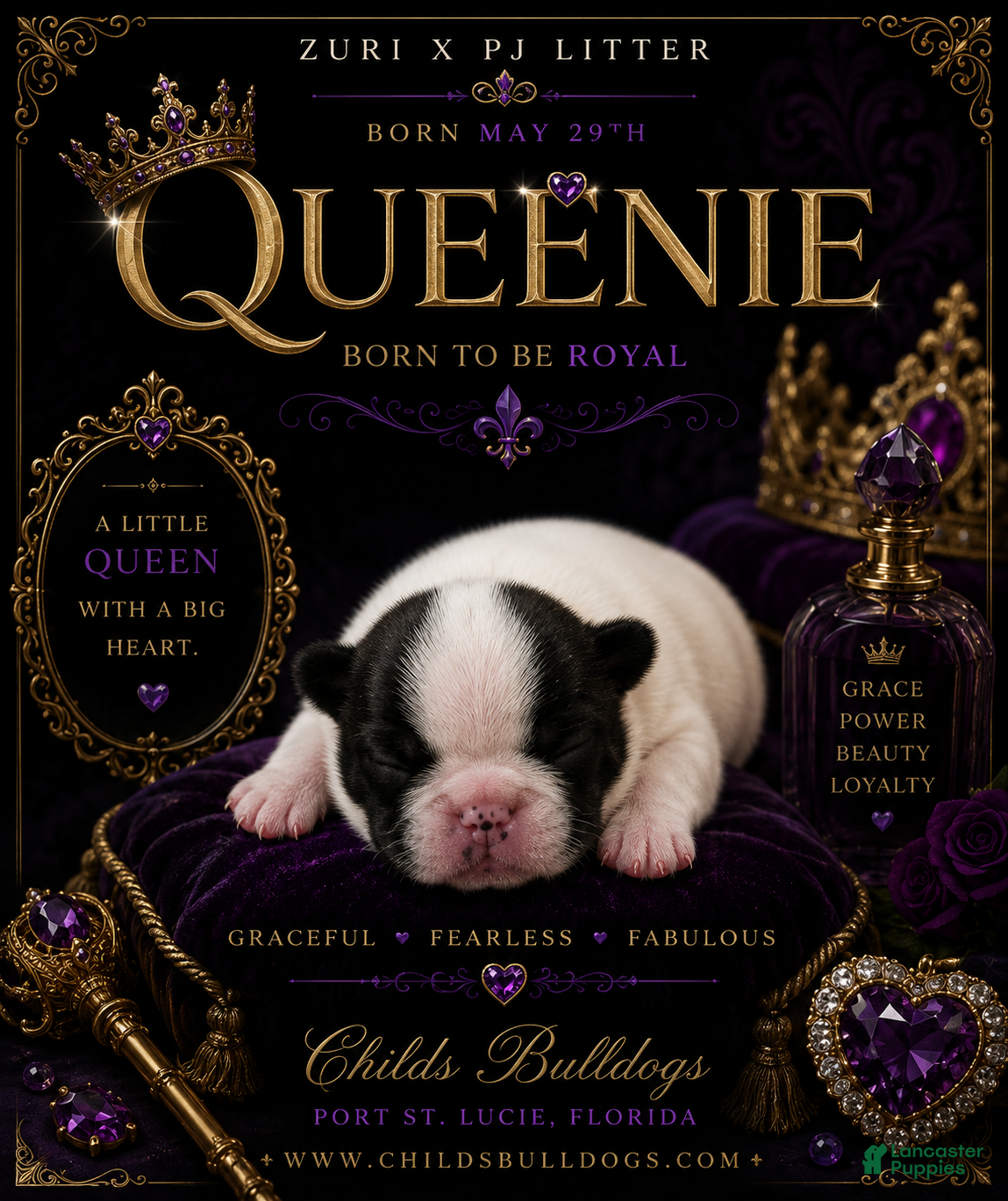 French Bulldog dogs Queenie  - Ad 40