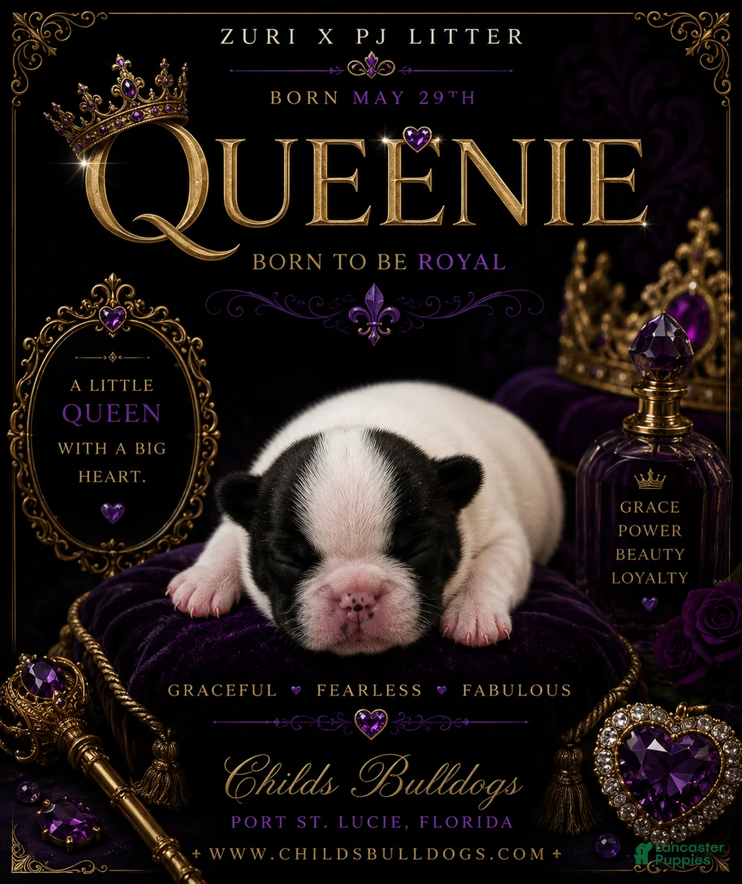 French Bulldog dogs for sale: Queenie  - Ad 1