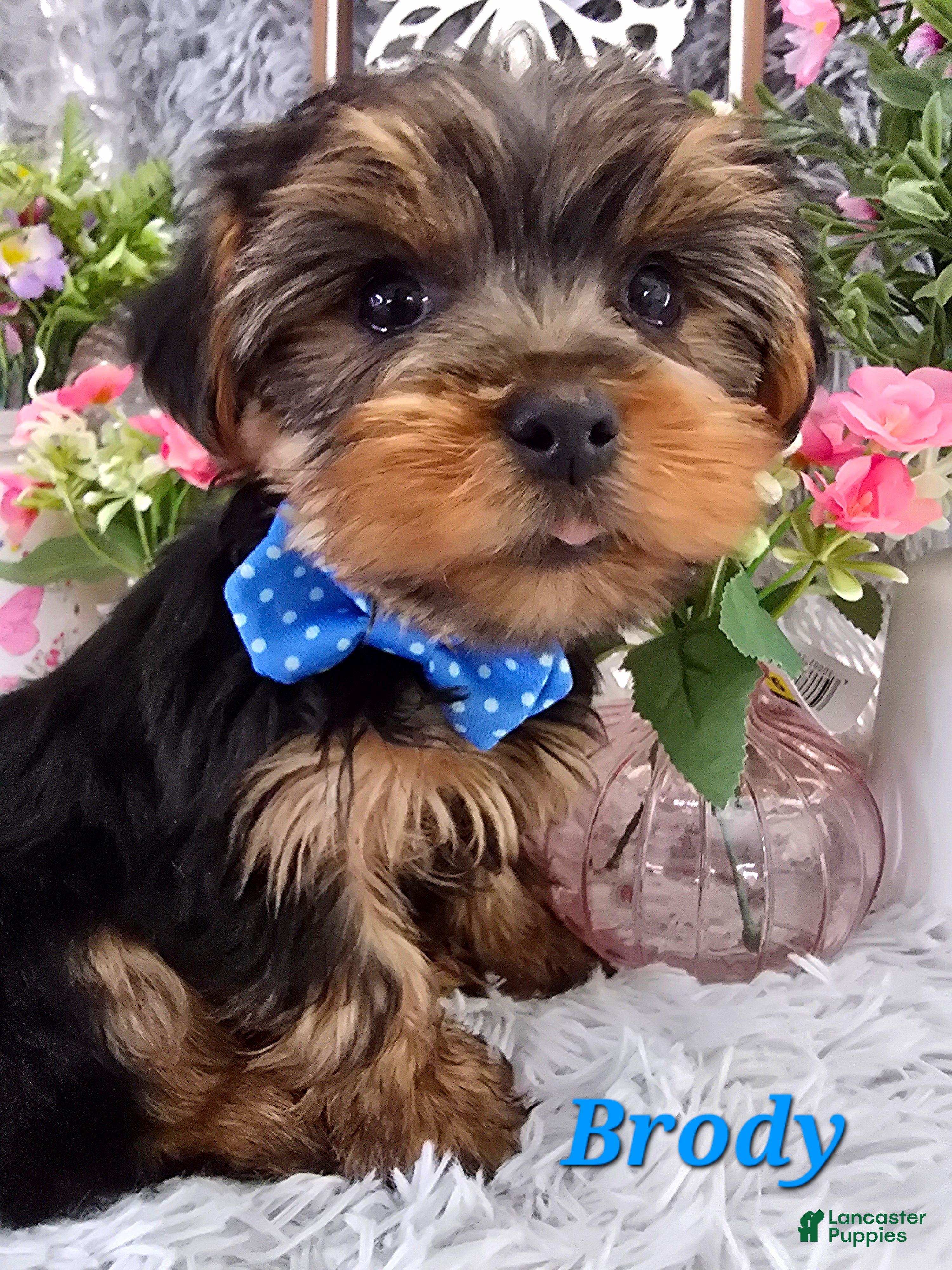 Yorkshire Terrier dogs Brody - Ad 18