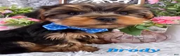 Yorkshire Terrier dogs for sale: Brody - Ad 1