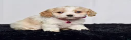 Cavapoo dogs for sale: Ms. Darla - Ad 4