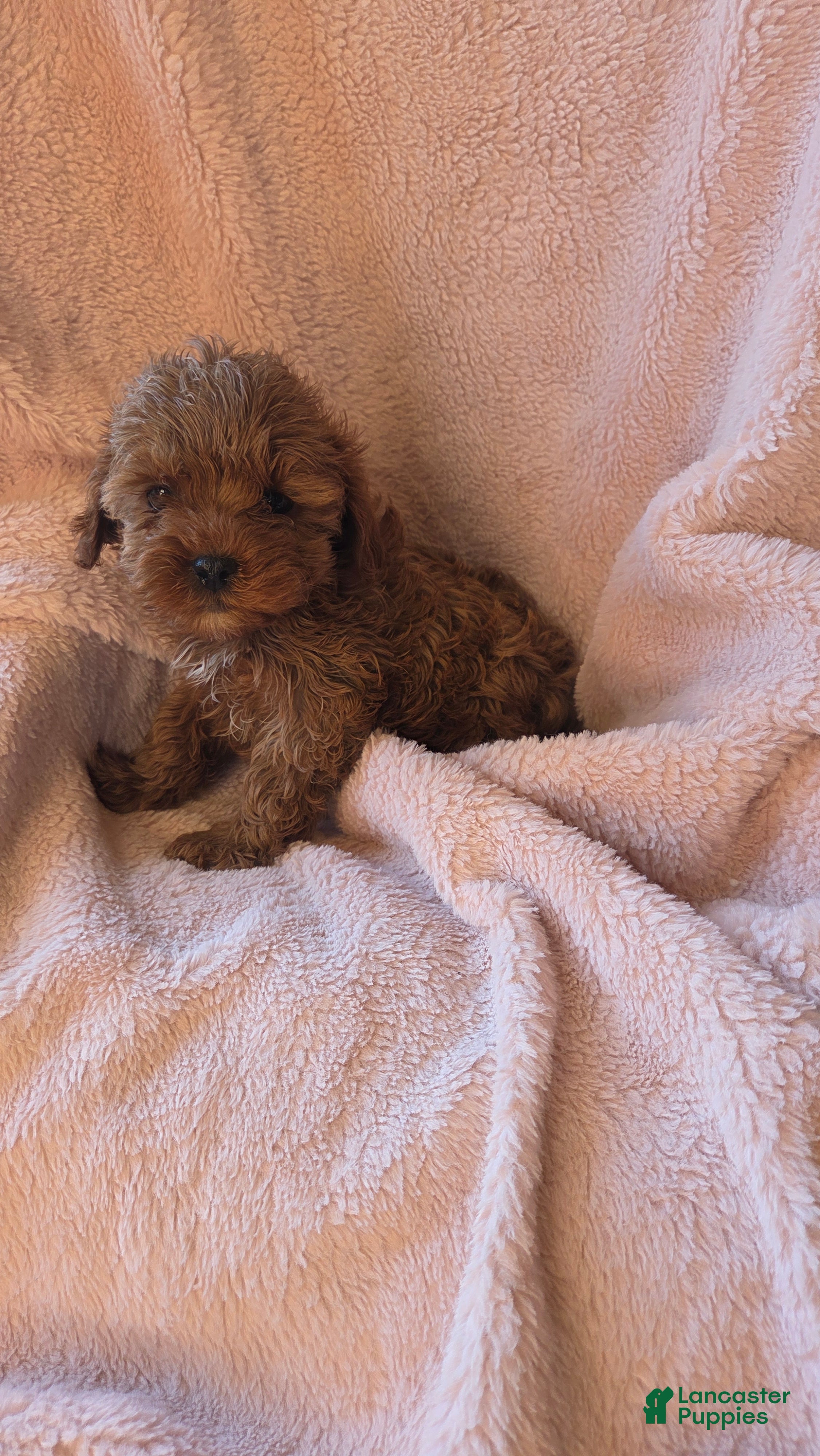 Cavapoo dogs Jasper - Ad 2
