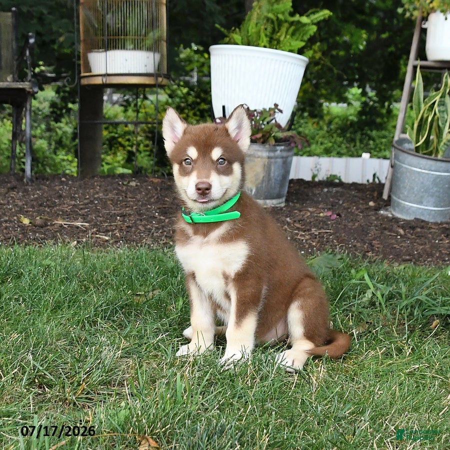 Alaskan Malamute dogs Scarlett - Ad 1