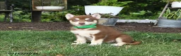 Alaskan Malamute dogs for sale: Scarlett - Ad 1