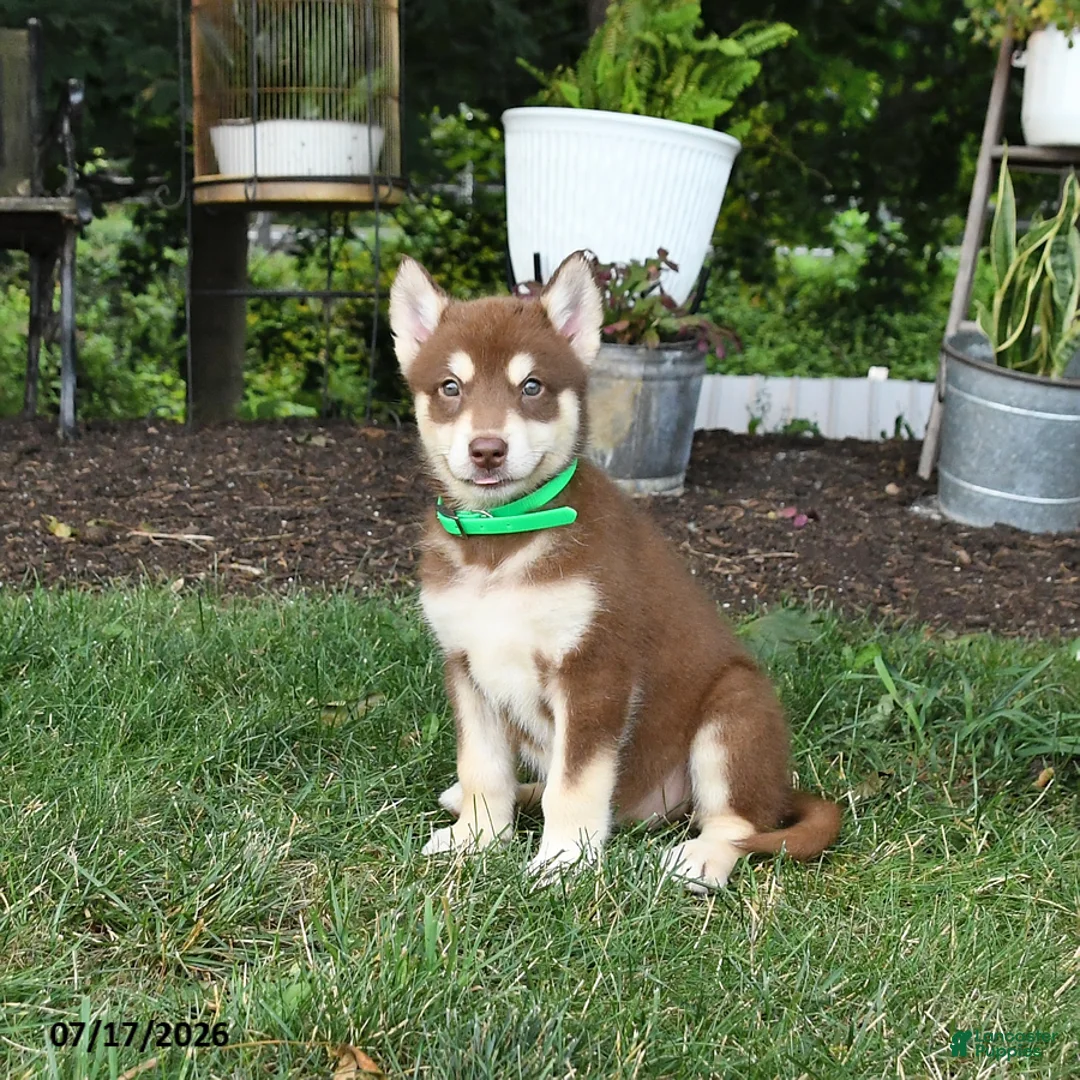 Alaskan Malamute dogs for sale: Scarlett - Ad 1