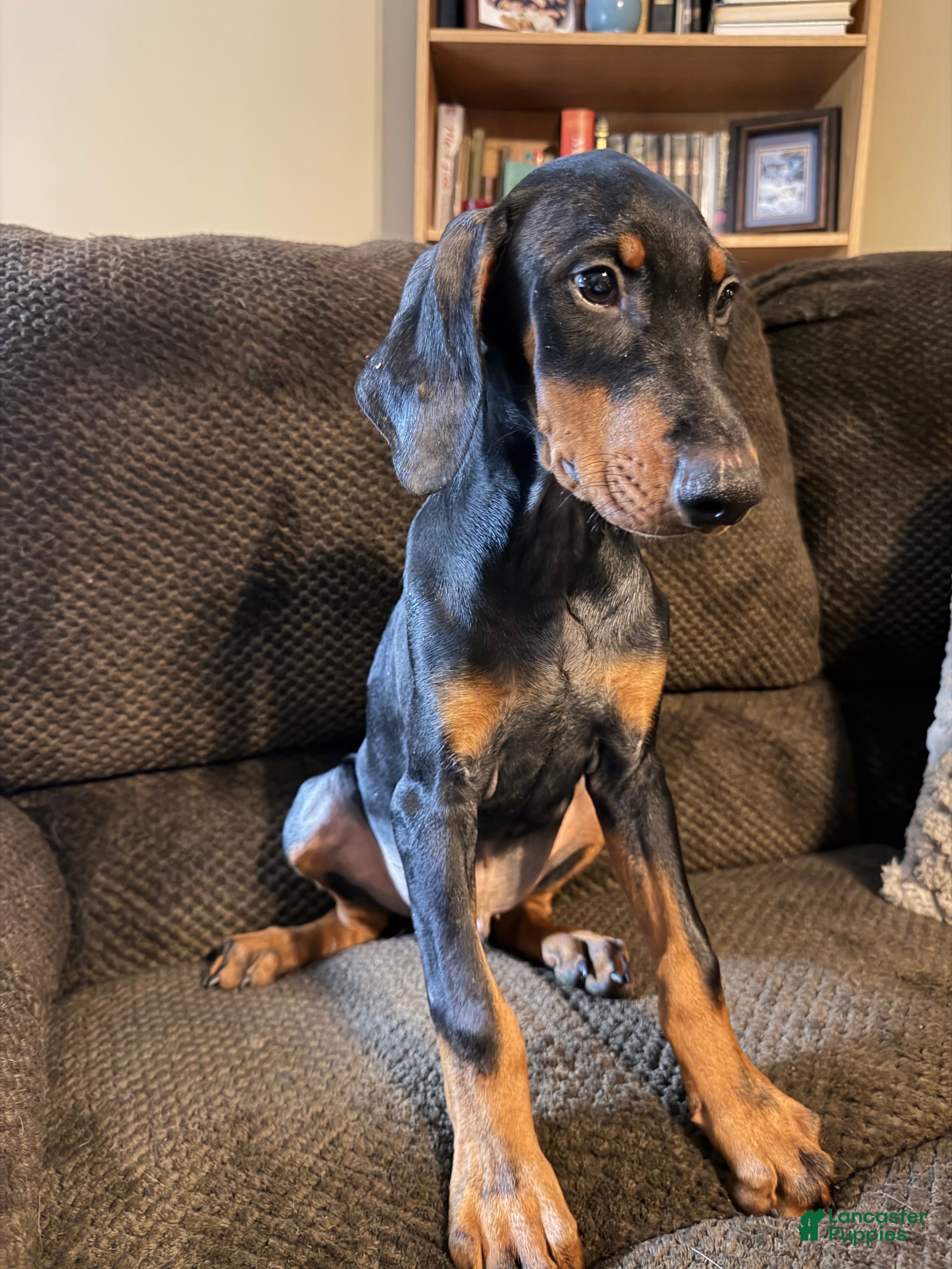 Doberman Pinscher dogs Clinton - Ad 1