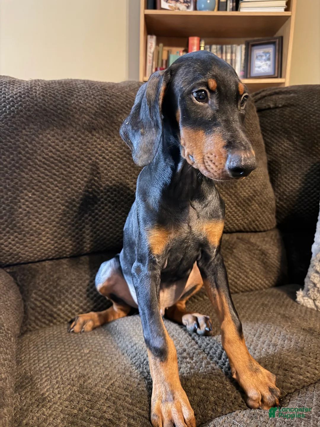 Doberman Pinscher dogs for sale: Clinton - Ad 1