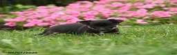 Chihuahua dogs for sale: Lady McZoomie - Ad 4