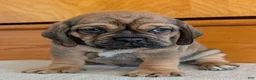 Puggle dogs for sale: Chase  - Ad 13