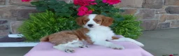Aussiedoodle dogs for sale: Aussiedoodle 3 - Ad 5