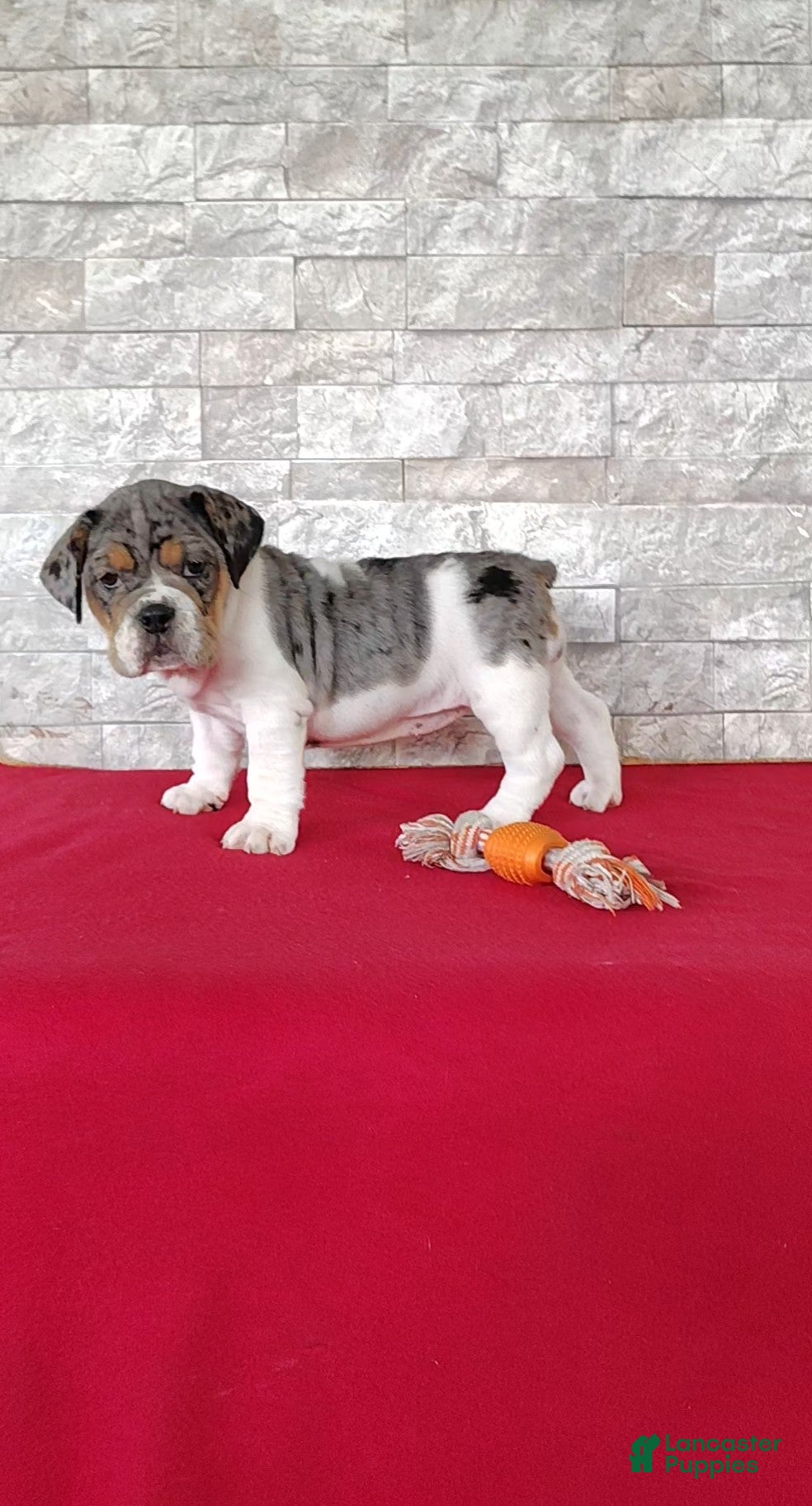 Beabull dogs Rachel - Ad 2
