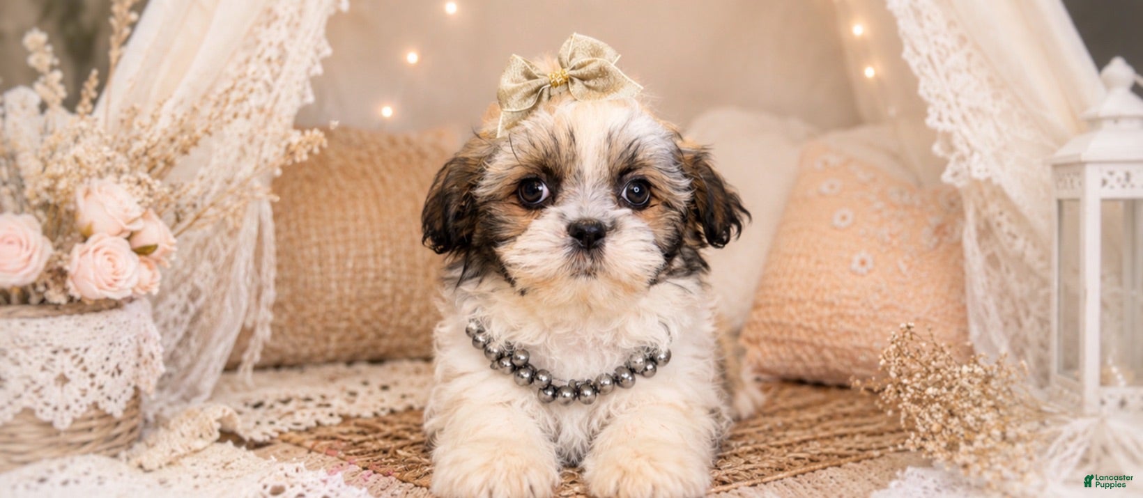 Malshi dogs Penelope  - Ad 1
