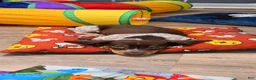 Miniature Dachshund dogs for sale: Miniature Dachshund 1 - Ad 3