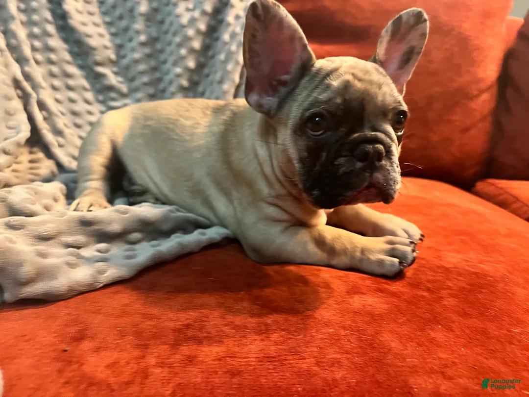 French Bulldog dogs for sale: Scout  - Ad 17