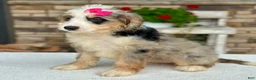 Mini Bernedoodle dogs for sale: Jenna - Ad 4