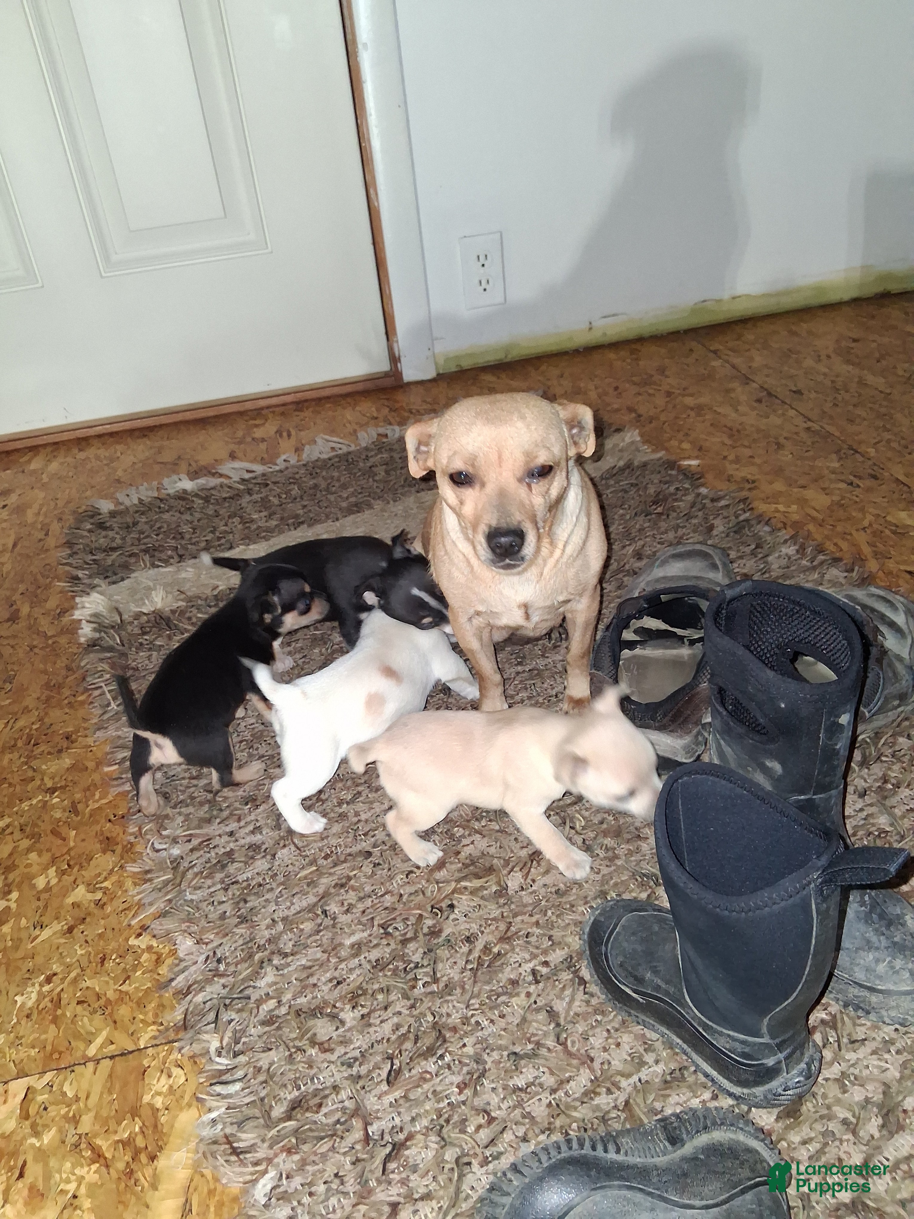 Chihuahua dogs Chihuahua Puppy 4 - Ad 38