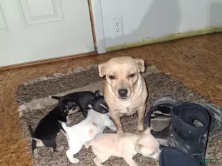 Chihuahua dogs Chihuahua Puppy 4 - Ad 38