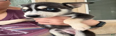 Pitsky 2