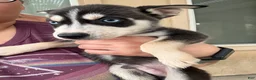 Pitsky dogs for sale: Pitsky 2 - Ad 1