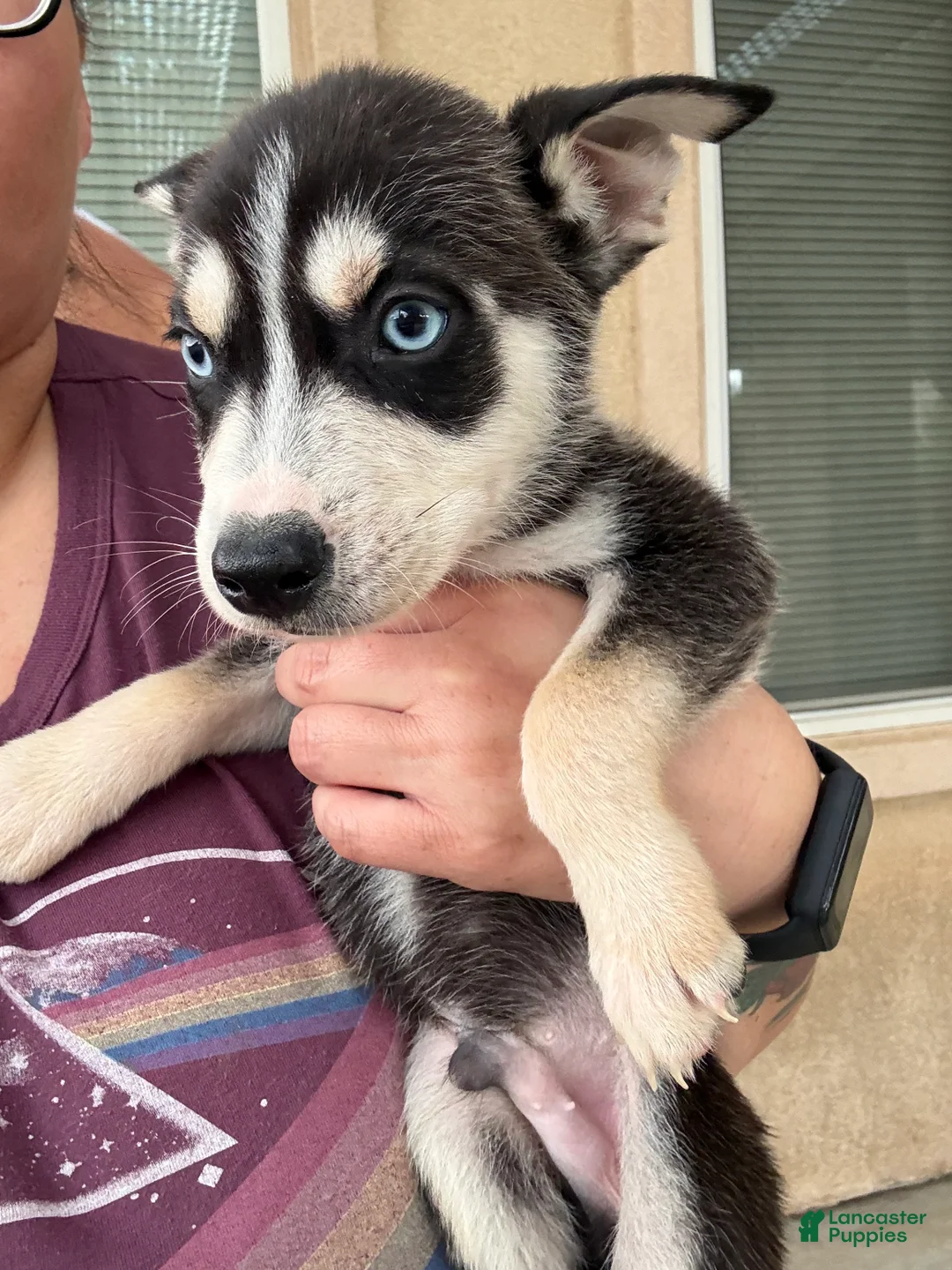 Pitsky dogs for sale: Pitsky 2 - Ad 1
