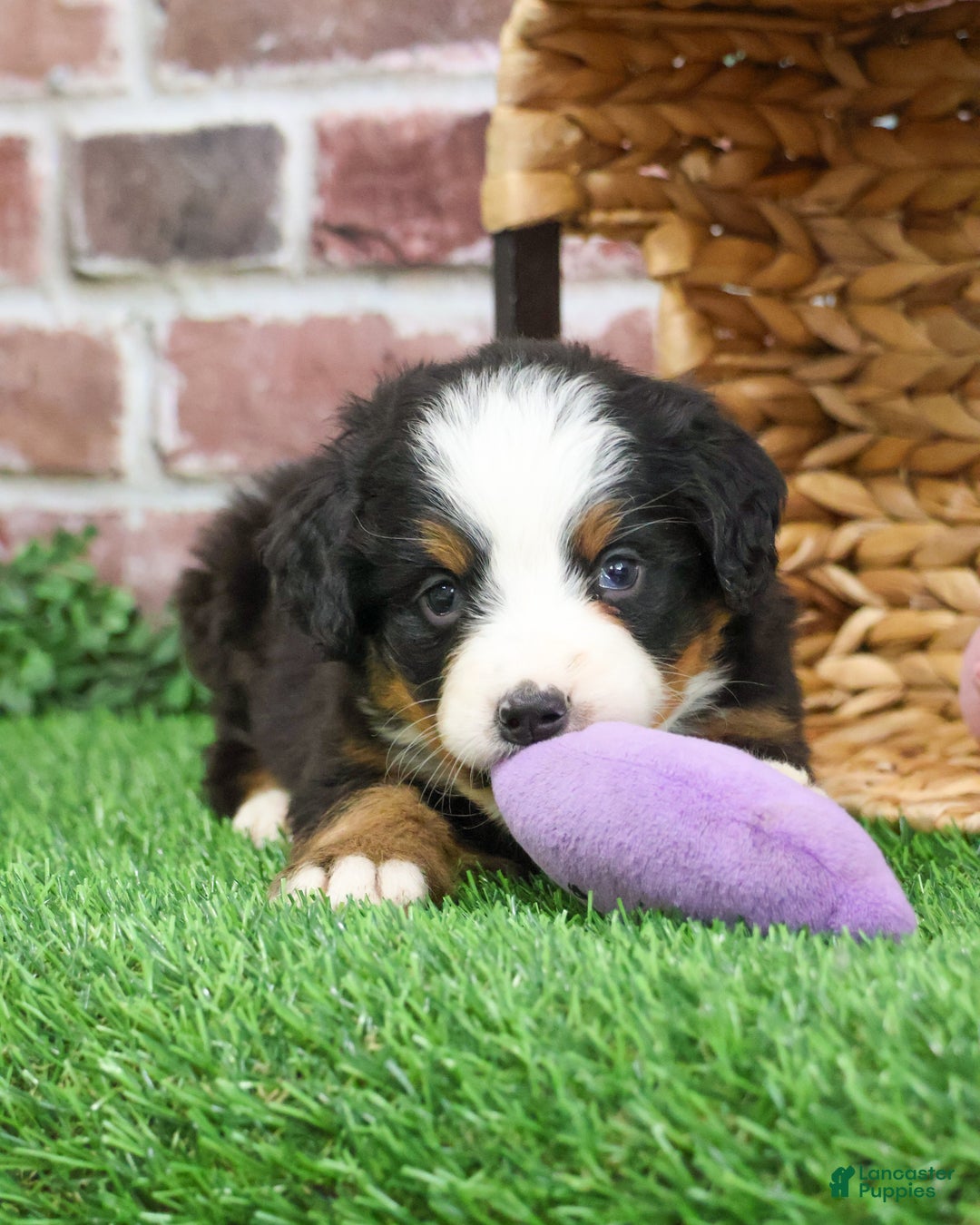 Bernese Mountain Dog dogs for sale: Holly  - Ad 9