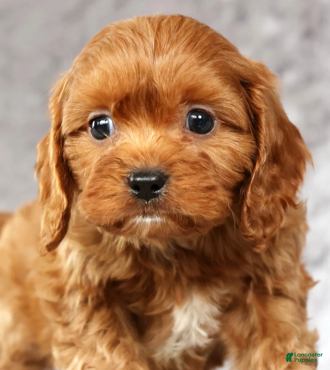 Cavapoo dogs for sale: Max - Ad 9