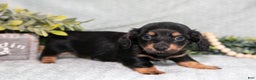 Miniature Dachshund dogs for sale: Keller - Ad 1