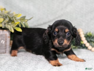 Miniature Dachshund dogs Keller - Ad 21