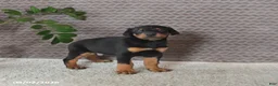 Doberman Pinscher dogs for sale: Monroe - Ad 2