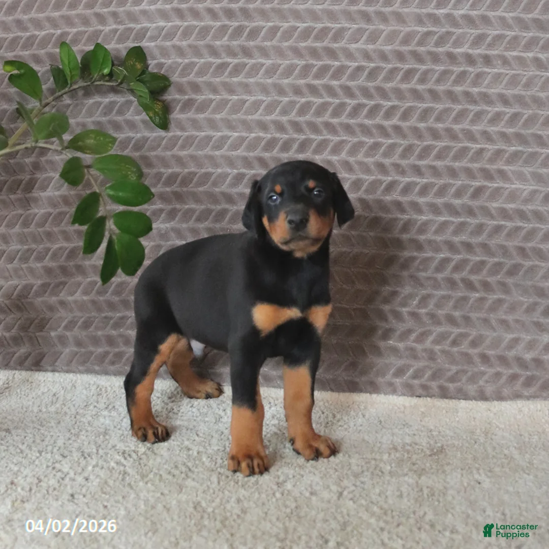 Doberman Pinscher dogs for sale: Monroe - Ad 2