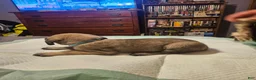English Mastiff dogs for sale: English Mastiff 6 - Ad 5