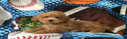 Maltipoo dogs for sale: Dale - Ad 6