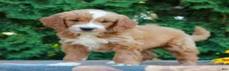 Goldendoodle dogs for sale: Tyler  - Ad 3