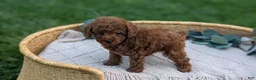 Toy Poodle dogs for sale: Cash - Ad 14